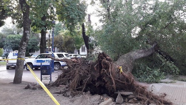 Chillán: Muerte de joven por caída de árbol rebrota críticas por mantención de áreas verdes