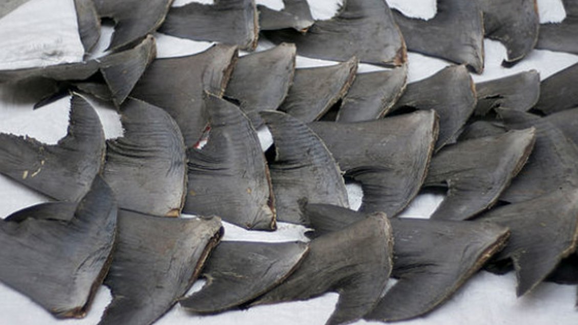 EE.UU. incauta cargamento con 1.400 aletas de tiburón en Miami