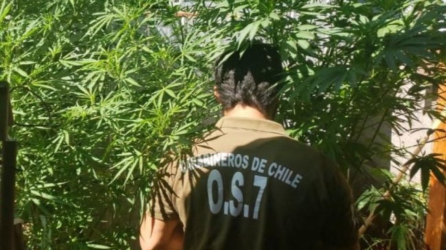 Operativos antidrogas dejaron tres detenidos y 330 dosis decomisadas en Bulnes y Quillón