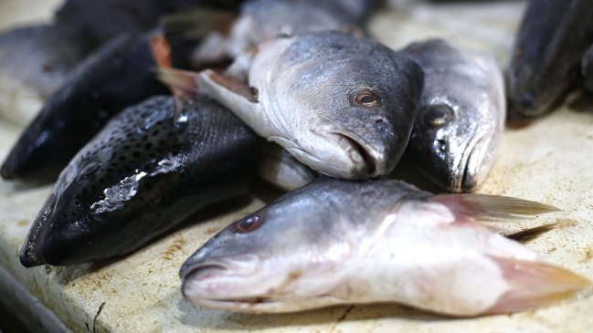 Minsal tras intoxicación con pescado en Caldera: 