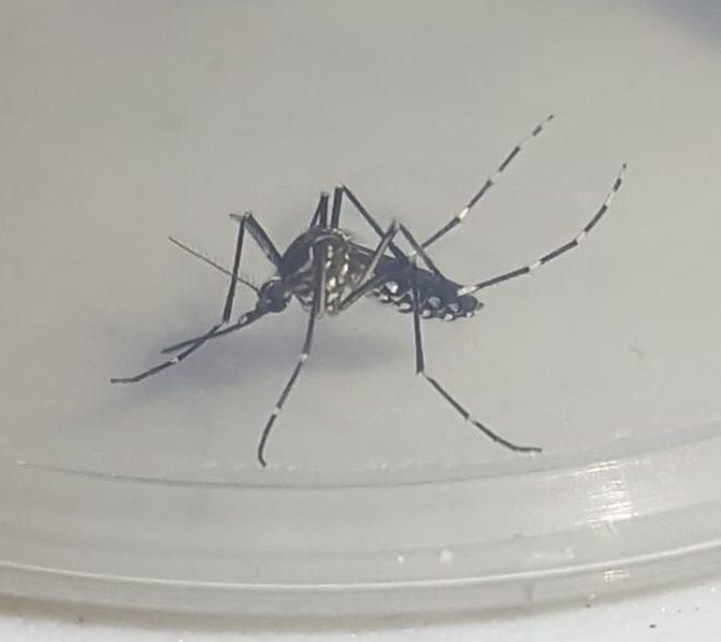 Confirman dos casos de dengue en Iquique