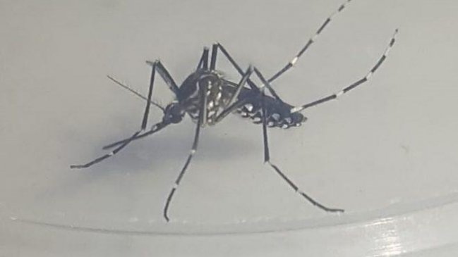 Confirman dos casos de dengue en Iquique