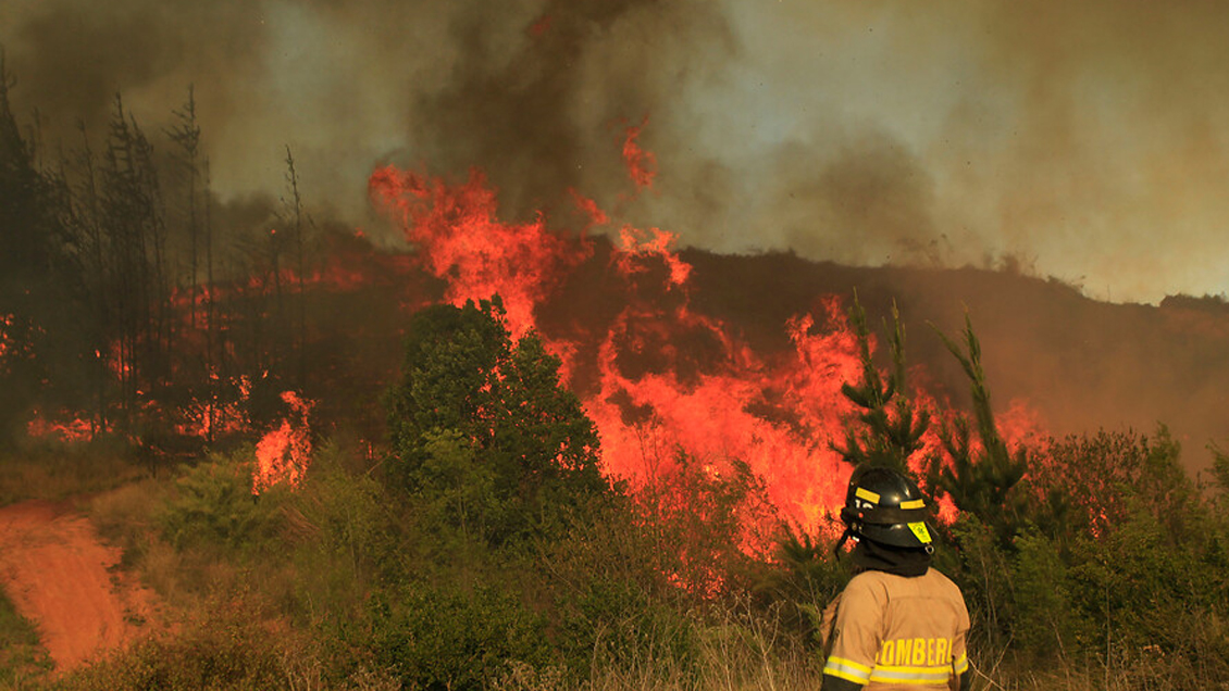 Onemi solicitó evacuación en dos sectores de Galvarino por incendio forestal