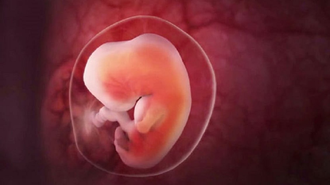 Cataluña autorizó edición genética de embriones humanos