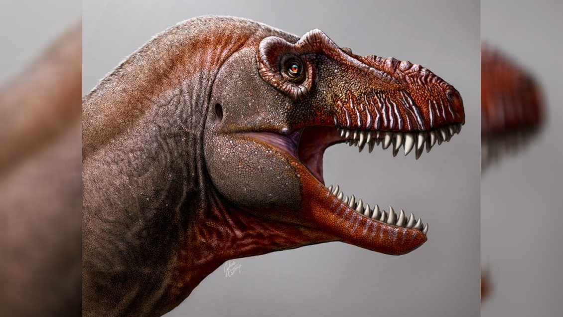 Descubren a un súper tiranosaurio, el 