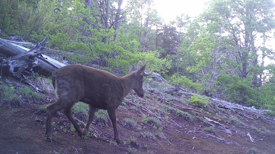 Cámaras de Conaf registran una pareja de huemules en la cordillera de Ñuble