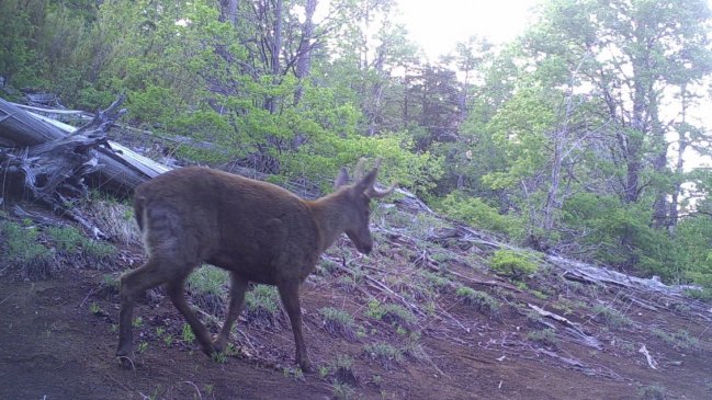 Cámaras de Conaf registran una pareja de huemules en la cordillera de Ñuble