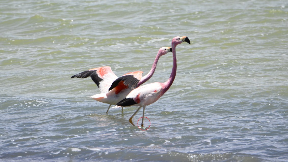 Increíble y maravilloso hallazgo: Conaf se reencontró con flamenco chileno después de 25 años