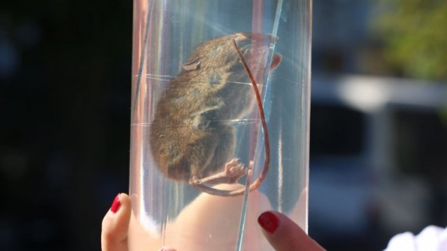 Autoridad sanitaria confirmó el segundo caso de Hanta este año en Ñuble