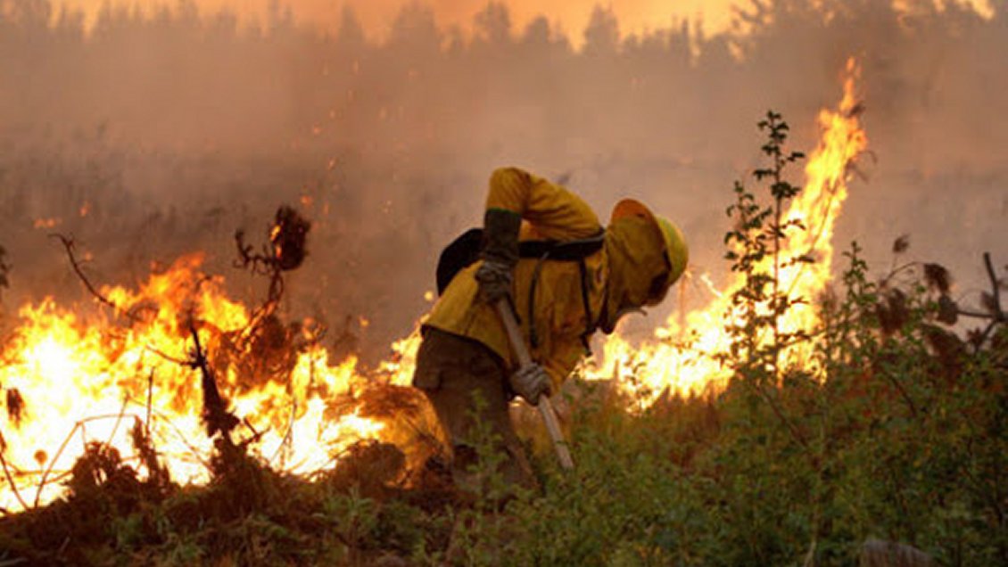 Renaico bajo alerta roja: Incendio forestal obligó a evacuar a 25 familias