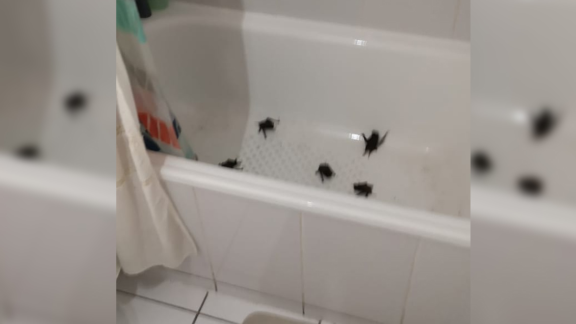 Plaga de murciélagos en edificios de Santiago Centro asquea a vecinos