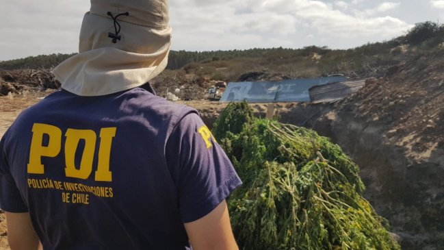 PDI decomisó cerca de 15 mil plantas de cannabis en Los Vilos
