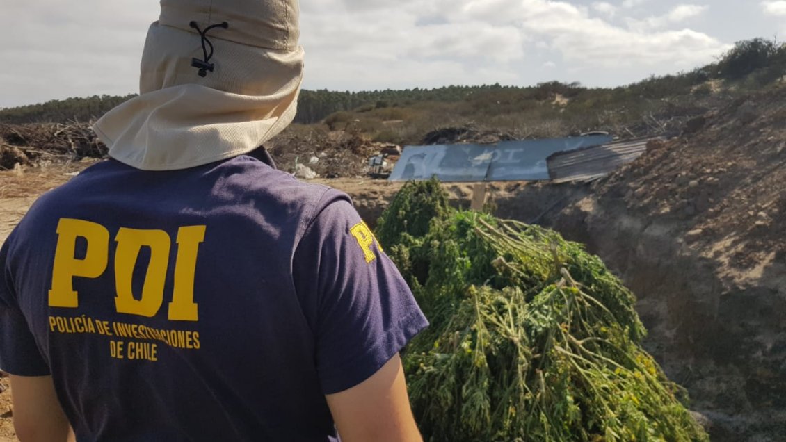 PDI decomisó cerca de 15 mil plantas de cannabis en Los Vilos