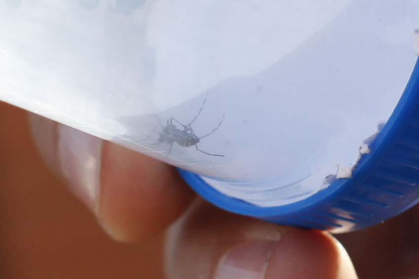 Gobierno paraguayo evita declarar emergencia pese a avance del dengue