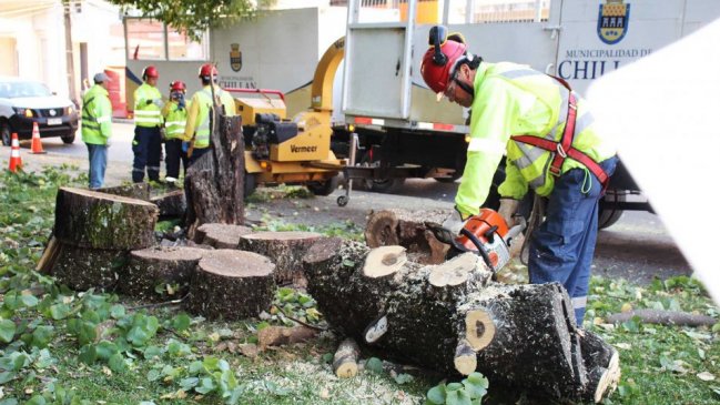 Inician tala de árboles con potencial riesgo de caída en la Plaza de Armas de Chillán