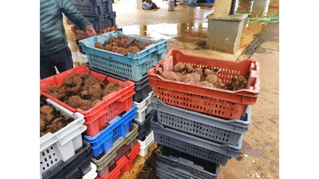 Sernapesca decomisó casi tres toneladas de pesca ilegal