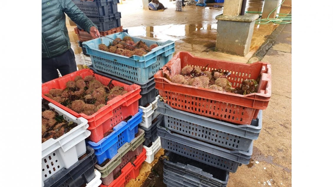 Sernapesca decomisó casi tres toneladas de pesca ilegal