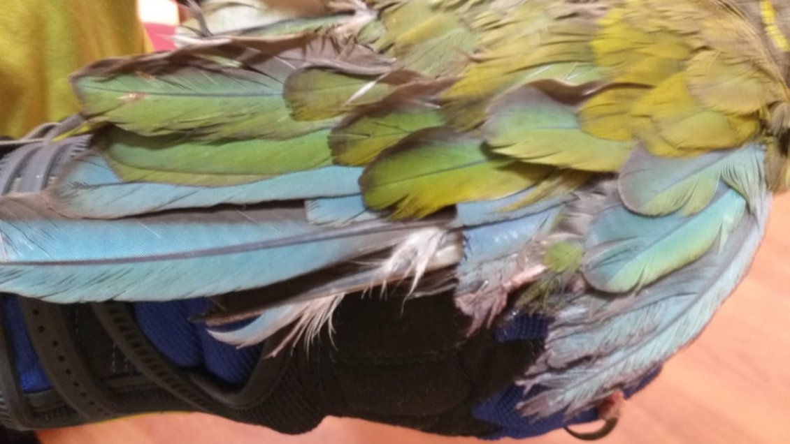 Loro tricahue será rehabilitado tras ser encontrado herido en Doñihue