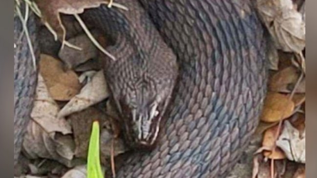 Orgía de serpientes en lago se convirtió en atracción nacional en EE.UU.