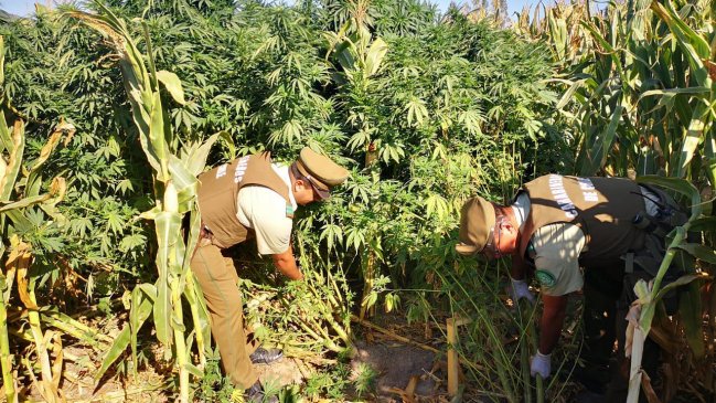 Detienen a sujeto acusado de mantener plantas de marihuana en medio de hortalizas