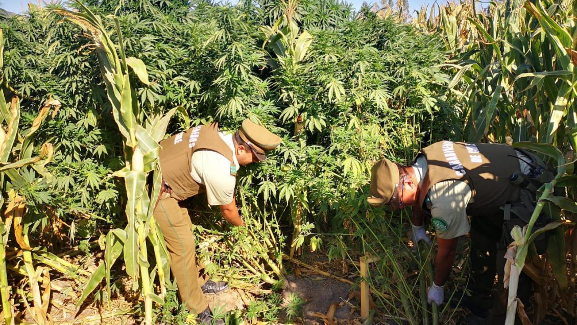 Detienen a sujeto acusado de mantener plantas de marihuana en medio de hortalizas