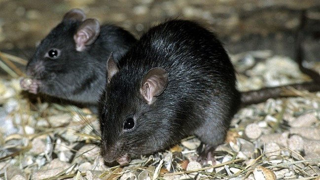 Una rata amenaza la vida en la Isla Pájaro 1 de La Higuera: ONG intentará eliminarla