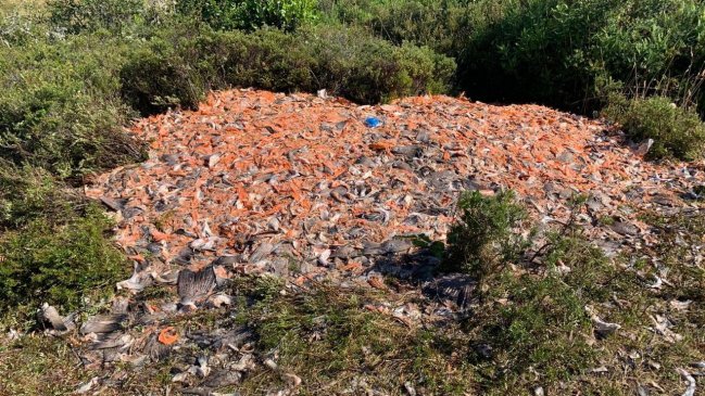 Vecinos de Salto Grande acusan que camiones descargan pescados podridos en el sector