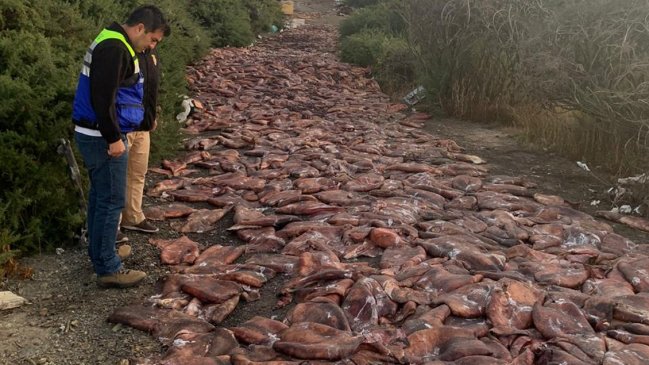 Investigan vertimiento de 14 toneladas de jibia en un cerro de Lebu