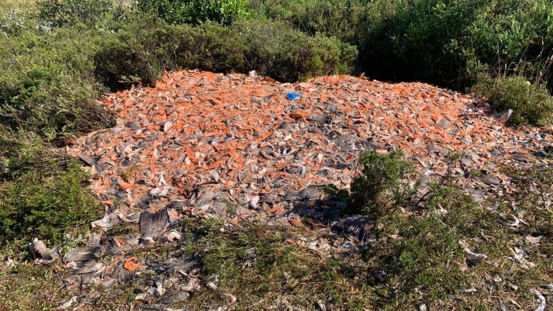 Vecinos de Salto Grande acusan que camiones descargan pescados podridos en el sector