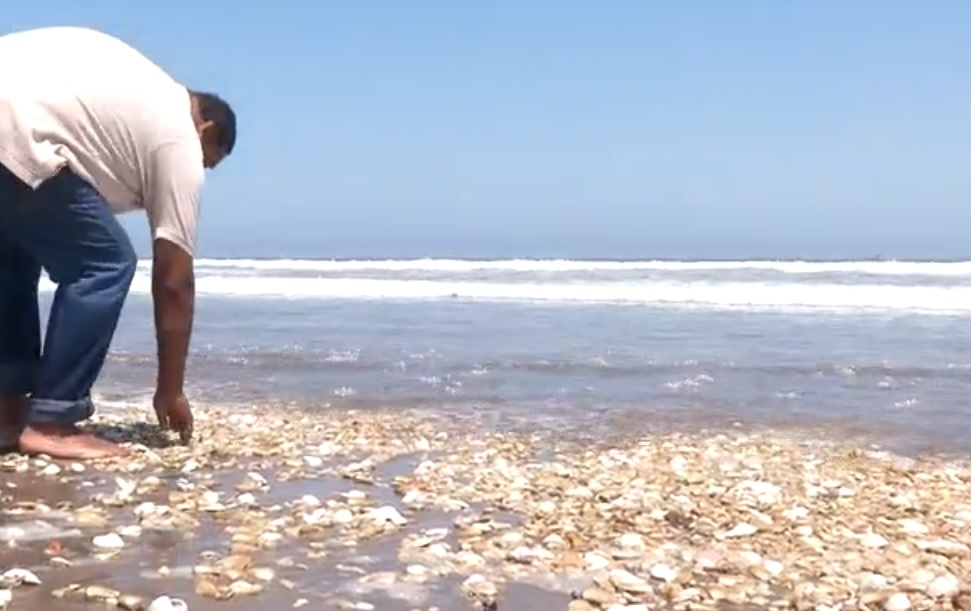 Con un robot buscan explicar muerte masiva de machas en La Serena