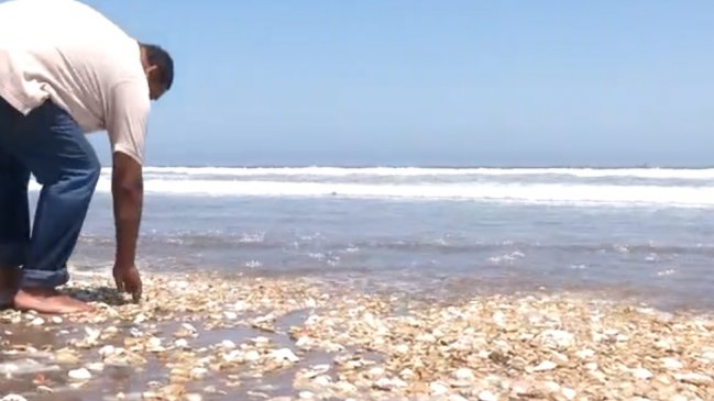 Con un robot buscan explicar muerte masiva de machas en La Serena