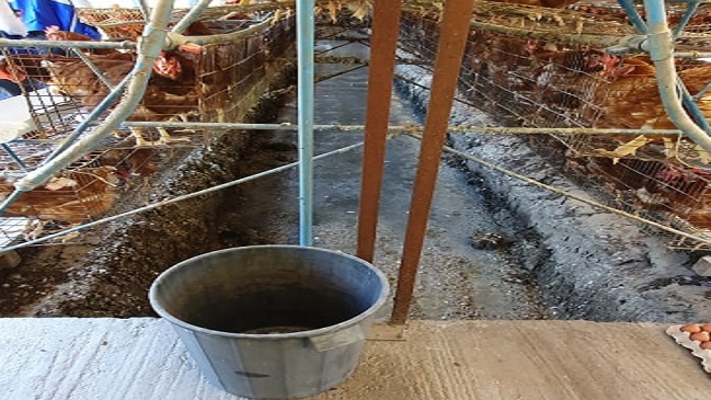 Prohíben funcionamiento de avícola que vertía residuos a un río en Nacimiento