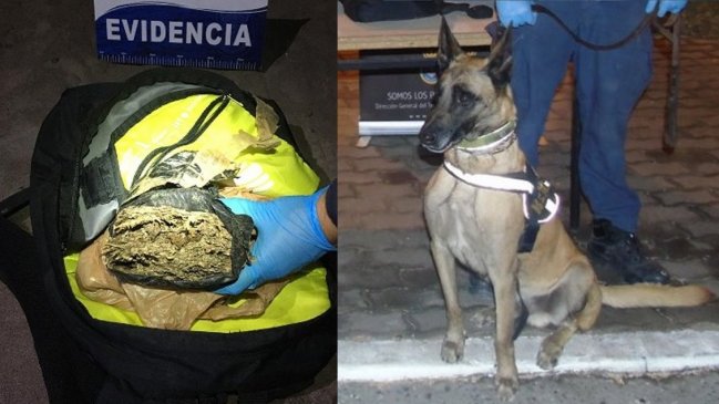Perro encontró una mochila llena de marihuana en playa de Arica