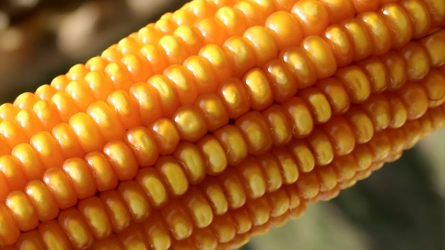 Este fin de semana se desarrollará la fiesta costumbrista del choclo en Graneros