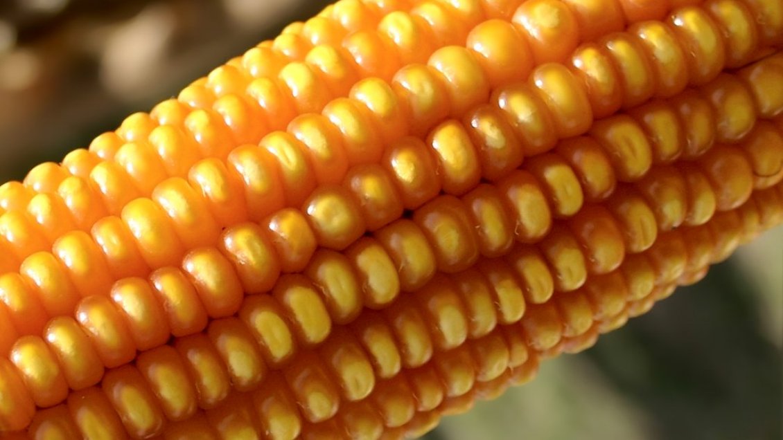 Este fin de semana se desarrollará la fiesta costumbrista del choclo en Graneros