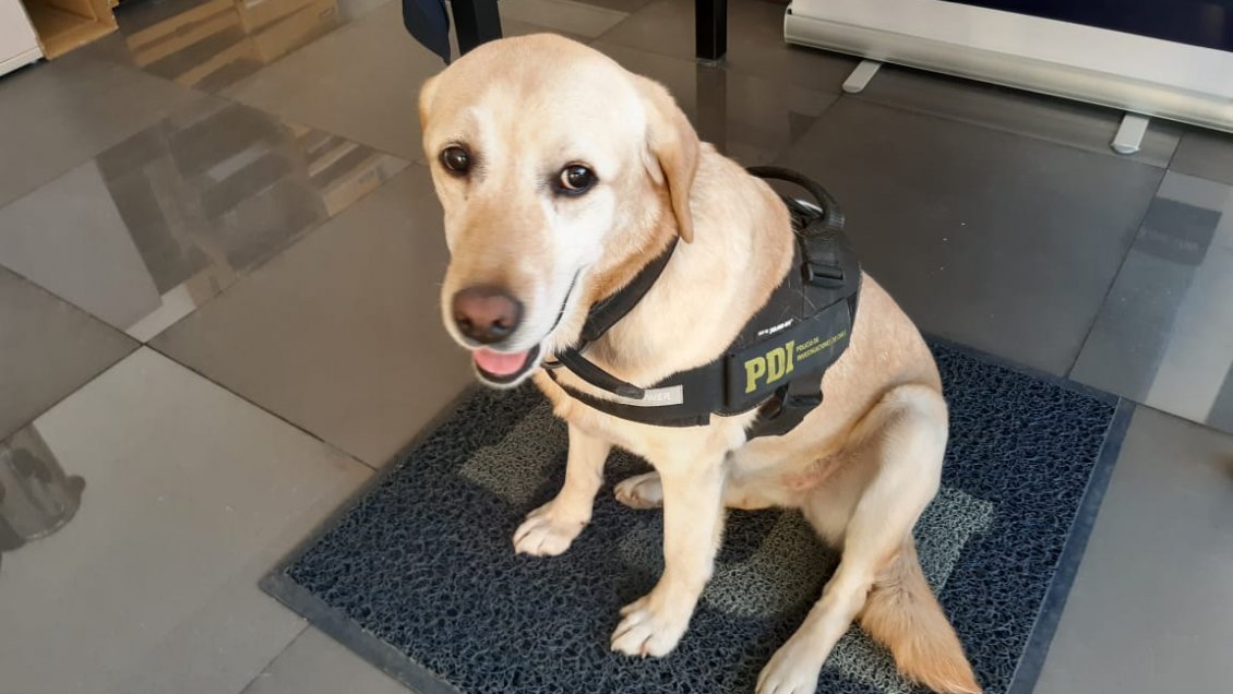 Perro policial descubrió a matrimonio que vendía droga en Chépica