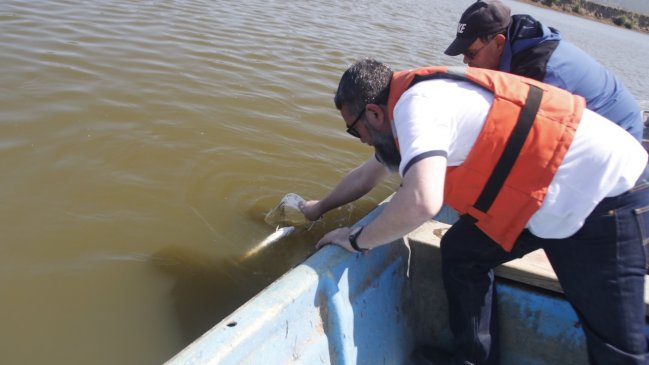 Río Mataquito: Minsal apunta a sequía por mortandad de peces y descarta responsabilidad de Arauco