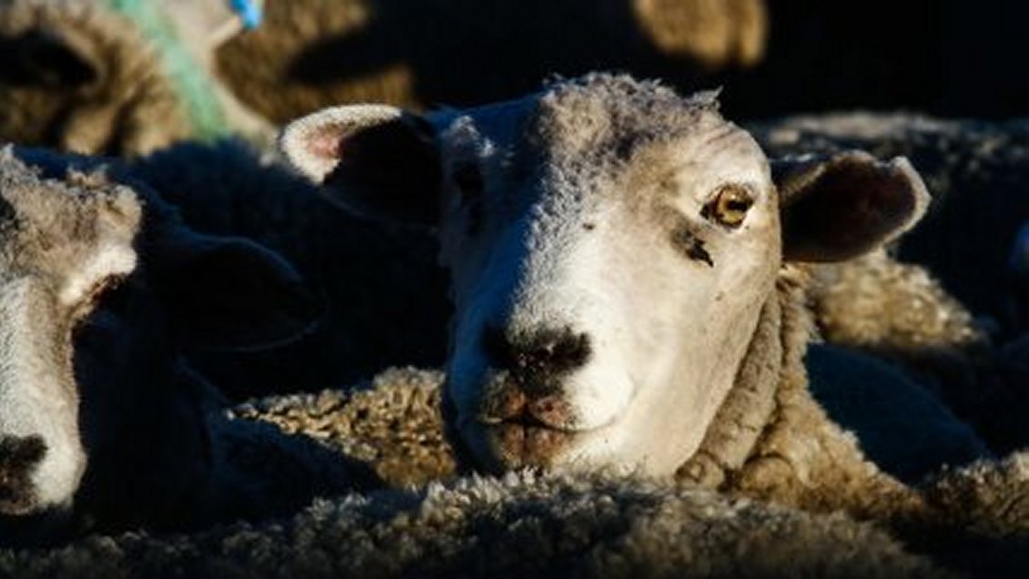 Buscan prevenir depredación ovina con dispositivo sensorial