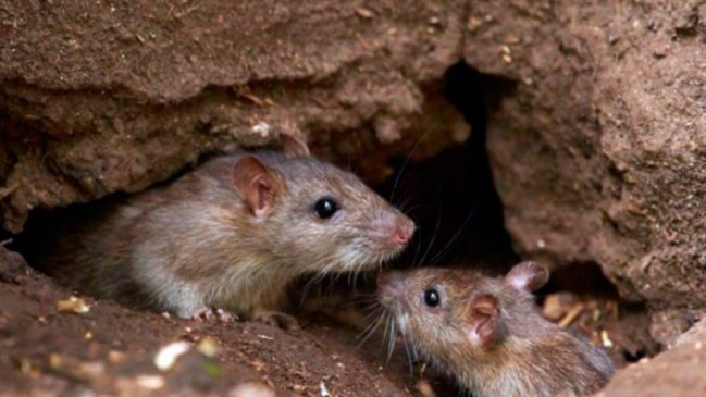 Mujer de 70 años murió por contagio del Hanta en La Araucanía