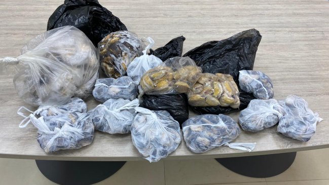 Autoridades decomisaron más de 80 kilos de locos ocultos en equipajes aéreos en Aysén