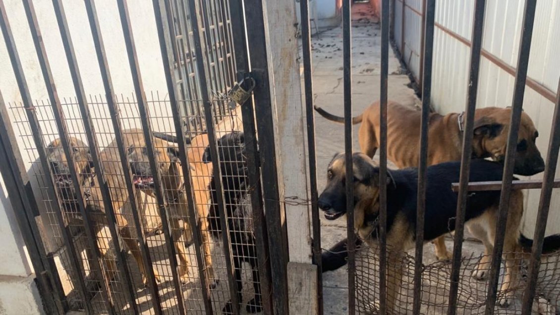 PDI detiene a sujeto acusado de maltrato animal en Las Cabras