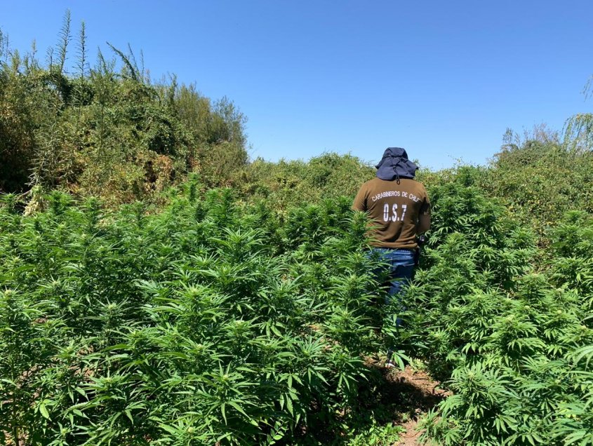 Carabineros del OS7 hallan más de 100 plantas de marihuana en predio de San Nicolás