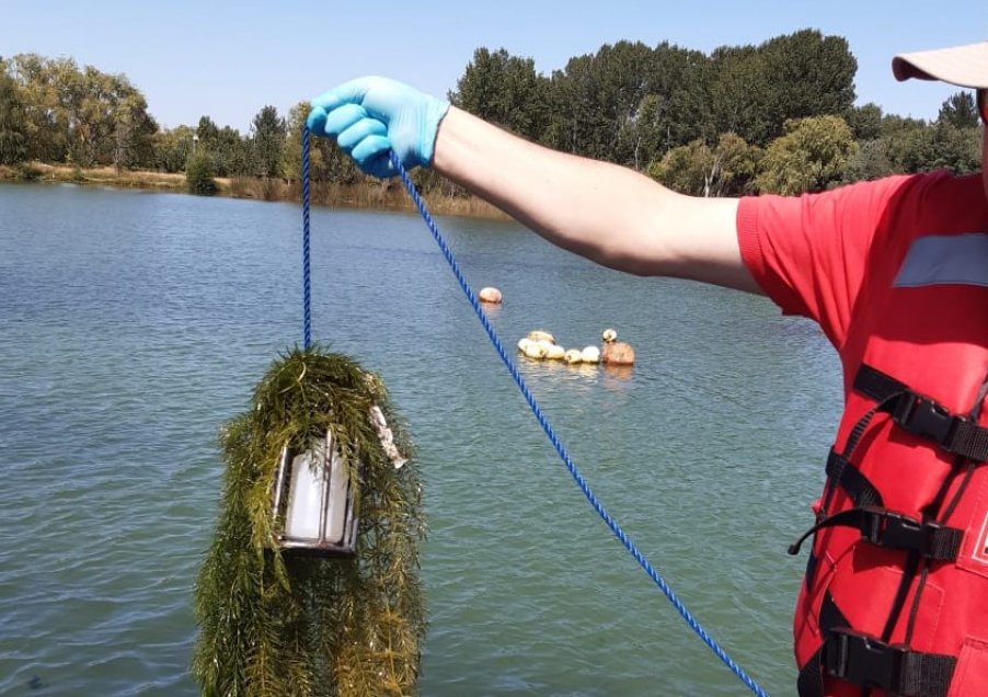 DGA confirmó alta concentración de algas en Laguna Avendaño de Quillón