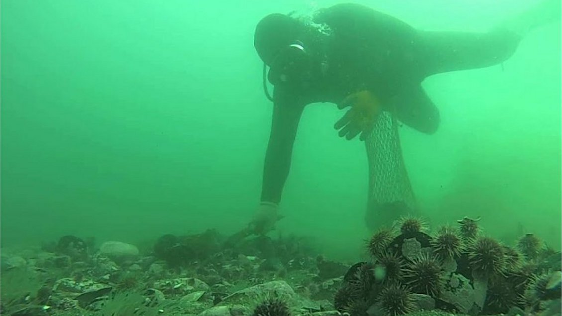 Pescadores de Aysén cerraron las puertas a colegas de Los Lagos: No podrán usar zonas contiguas