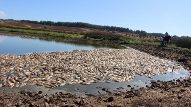 Investigan muerte masiva de peces en la Laguna El Litre de Quillón
