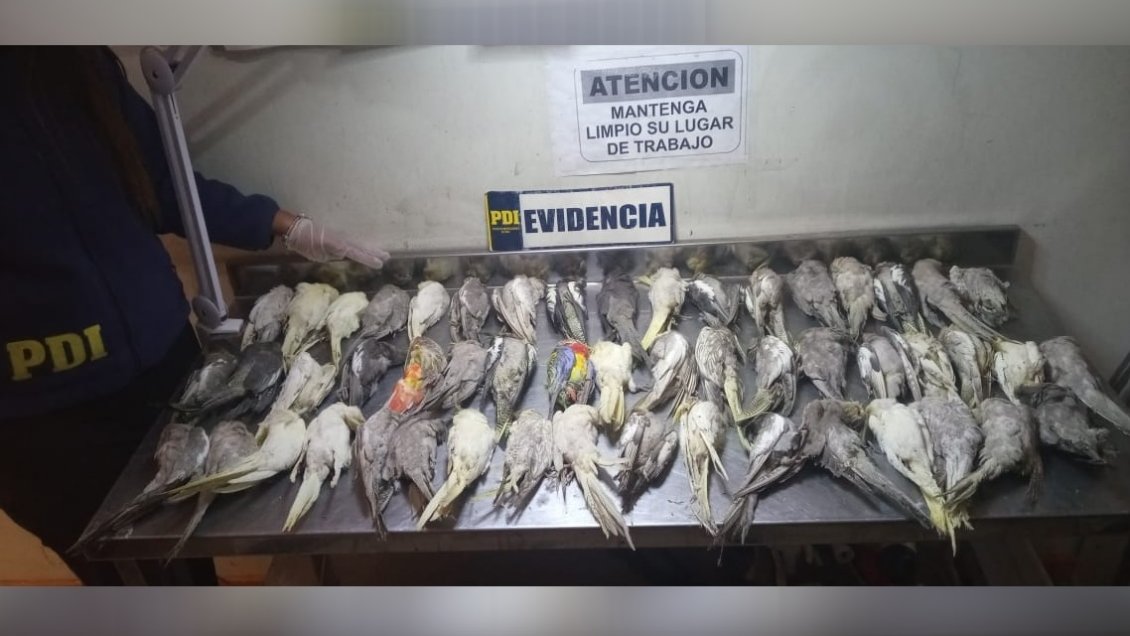 Mujer fue sorprendida con 62 cacatúas de contrabando, 52 de ellas muertas