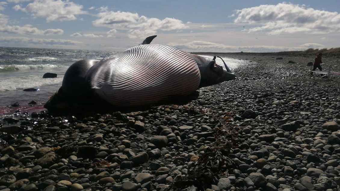 Sernapesca descartó que un arpón causara muerte de ballena que varó en Magallanes