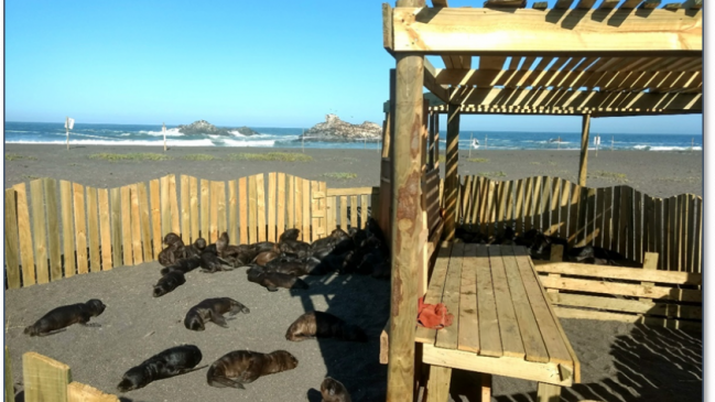 Sernapesca rescató este verano 371 crías de lobo marino varadas en las playas Cobquecura