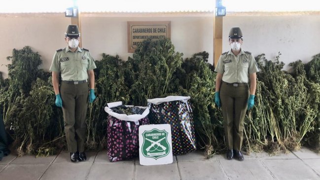 Carabineros detuvo a cuatro personas acusadas de cultivar marihuana en Machalí