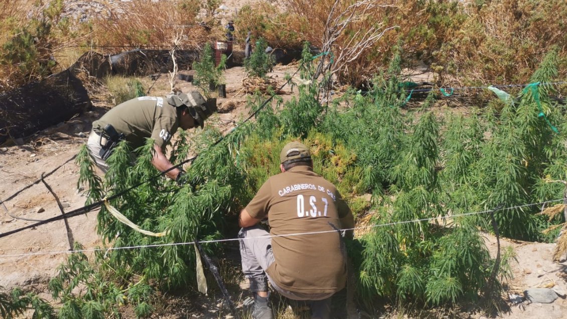 Vallenar: Descubren plantación de marihuana escondida en la cordillera